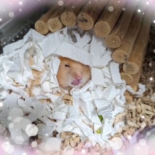 撣ޗ🐹