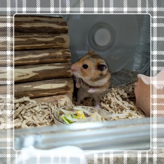 q🐹