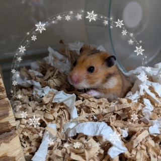 {N🐹