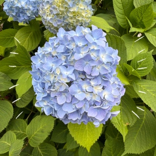 z🏵️