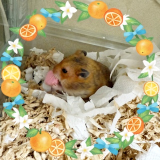 n🐹