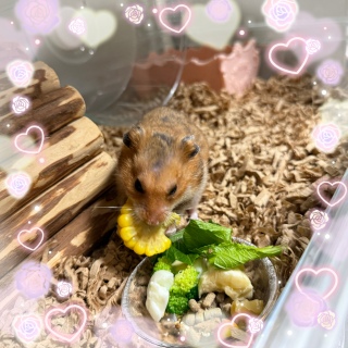 Ղ🐹