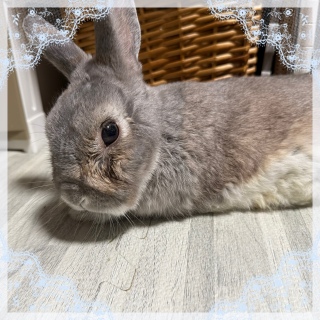 @X🐰