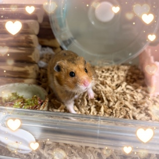 ���Ղ���Ƃ̕ʂ�