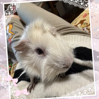 ���肵����🐷