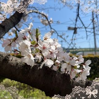 �܂��܂���🌸